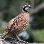 bobwhite-quail