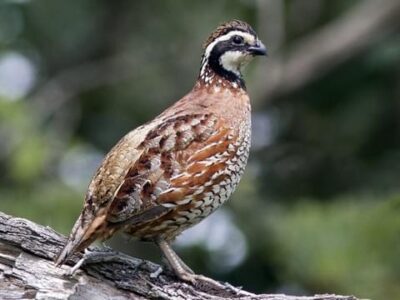 bobwhite-quail