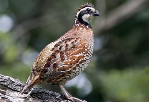 bobwhite-quail